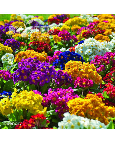 Primevère elatior Crescendo® Mix (primed)