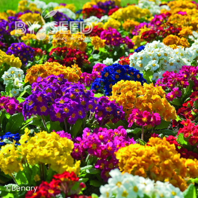 Primevère elatior Crescendo® Mix (primed)