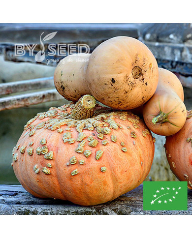 Potiron Galeuse d'Eysines BIO