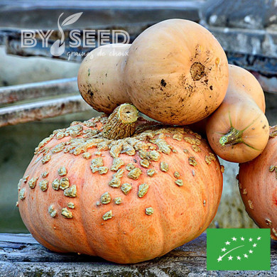 Potiron Galeuse d'Eysines BIO