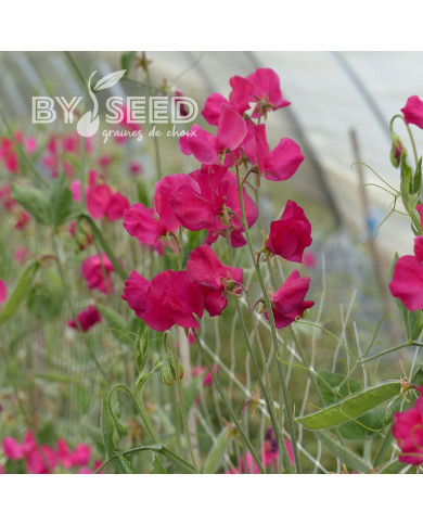 Pois de senteur Spring Sunshine Cerise