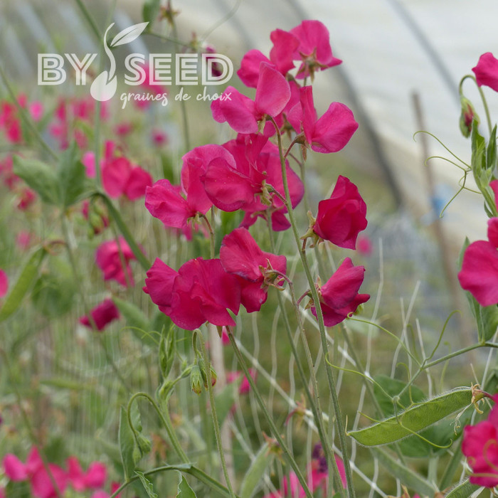 Pois de senteur Spring Sunshine Cerise