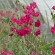 Pois de senteur Spring Sunshine Cerise