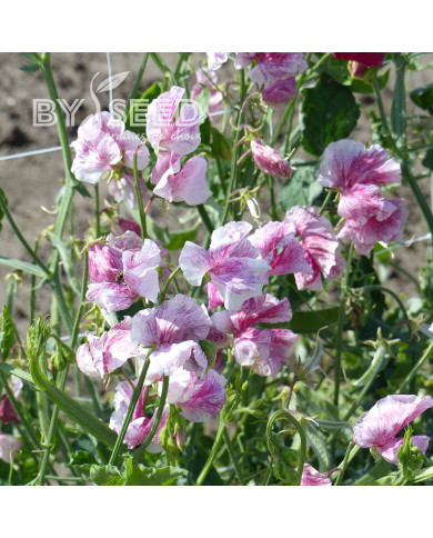 Pois de senteur Spencer Wiltshire Ripple