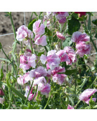 Pois de senteur Spring Sunshine Cerise