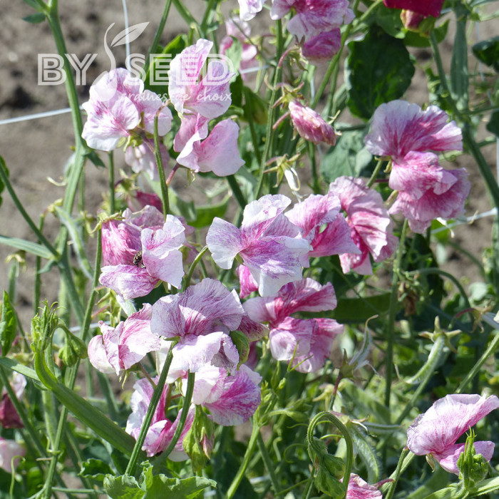 Pois de senteur Spencer Wiltshire Ripple