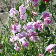 Pois de senteur Spencer Wiltshire Ripple