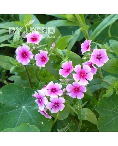 Phlox annuel Brilliant rose à oeil