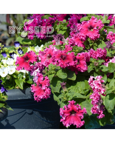 Pétunia nain Espresso® Frappé Mix