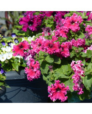 Pavot annuel Lauren's Grape