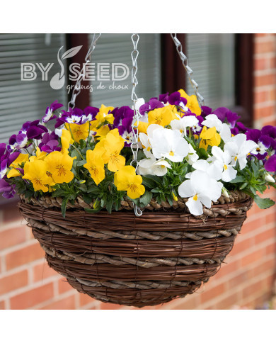 Pensée retombante Freefall® XL  Mix