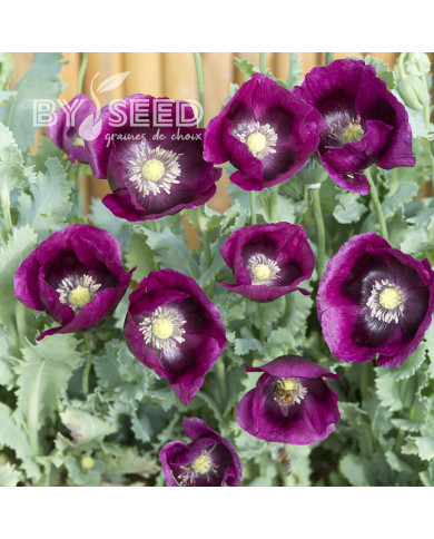 Pavot annuel Lauren's Grape