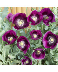 Pavot annuel Hen and Chicken