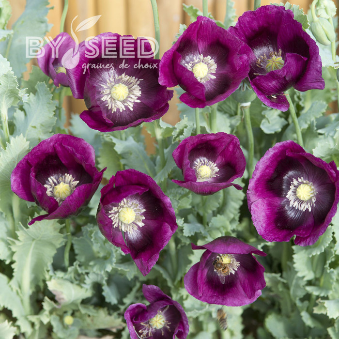 Pavot annuel Lauren's Grape