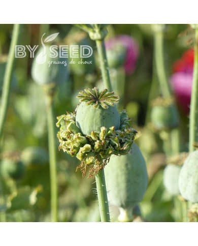 Pavot annuel Hen and Chicken