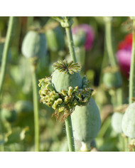 Pavot annuel Lauren's Grape