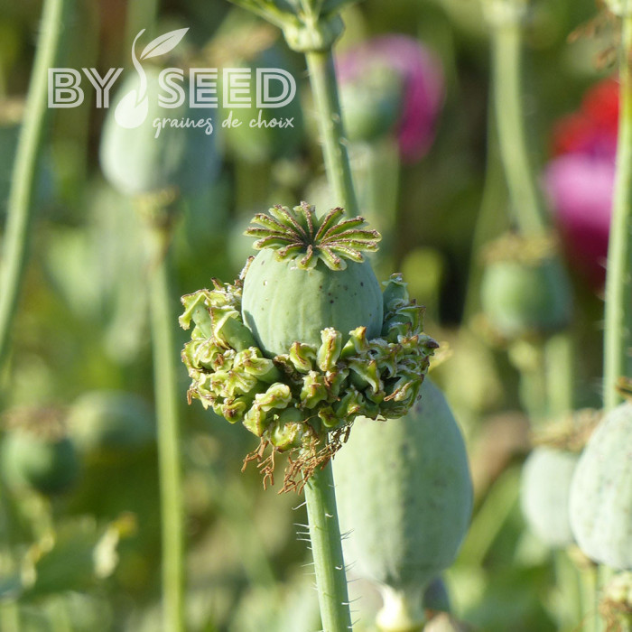 Pavot annuel Hen and Chicken