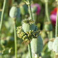 Pavot annuel Hen and Chicken