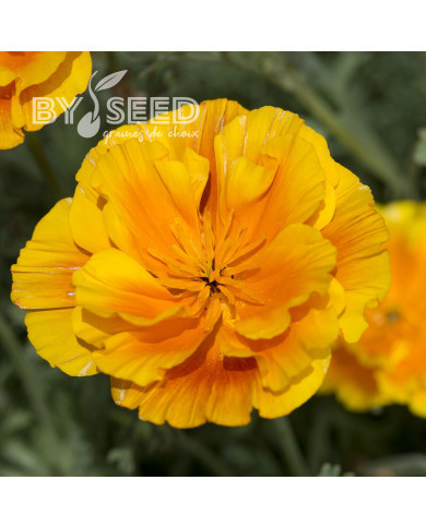 Pavot de Californie Lady Marmalade