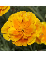 Echinacea purpurea "Rudbéckia pourpre" BIO