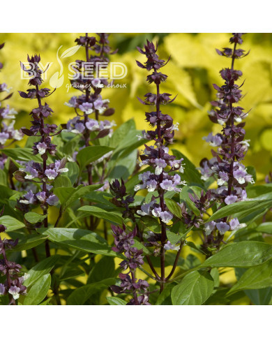 Basilic Queen of Sheba (thai)