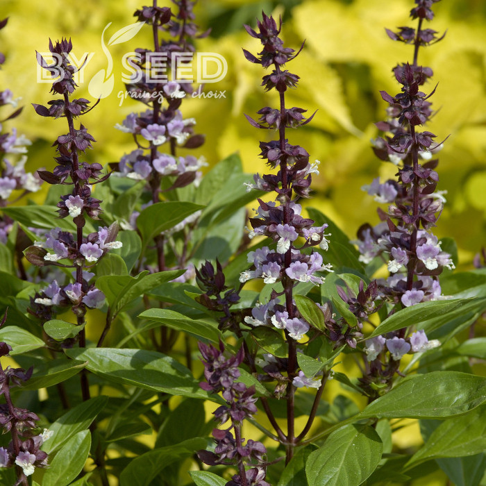 Basilic Queen of Sheba (thai)