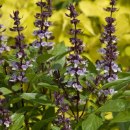 Basilic Queen of Sheba (thai)