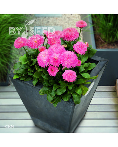 Pâquerette Robella saumon (graines enrobées)