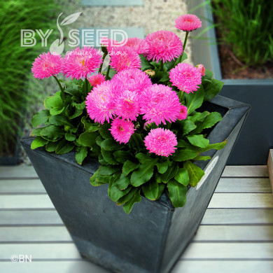 Pâquerette Robella saumon (graines enrobées)