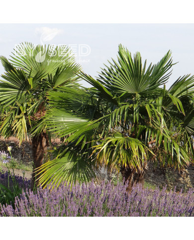Palmier de Chine - Trachycarpus fortunei