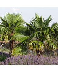 OEillet d'Inde nain Reine Sophie BIO