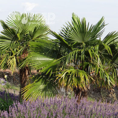 Palmier de Chine - Trachycarpus fortunei