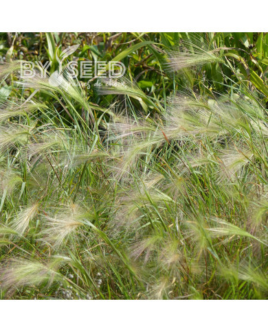 Hordeum jubatum - Orge à crinière