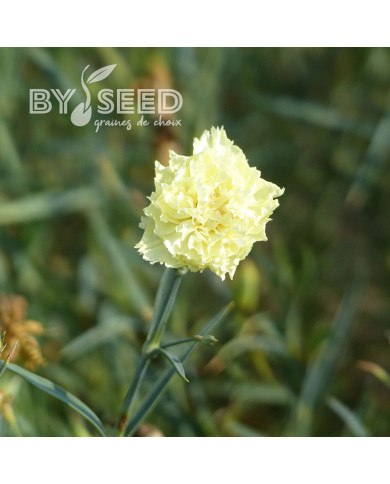 OEillet des fleuristes Chabaud Marie (jaune)