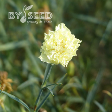 OEillet des fleuristes Chabaud Marie (jaune)