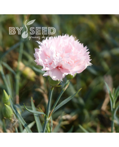 OEillet des fleuristes Chabaud La France (rose chair)