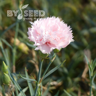 OEillet des fleuristes Chabaud La France (rose chair)