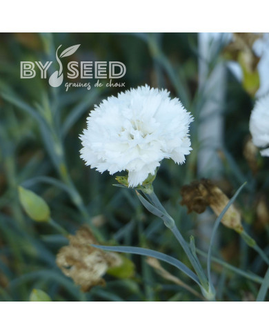 OEillet des fleuristes Chabaud Jeanne Dionis (blanc)