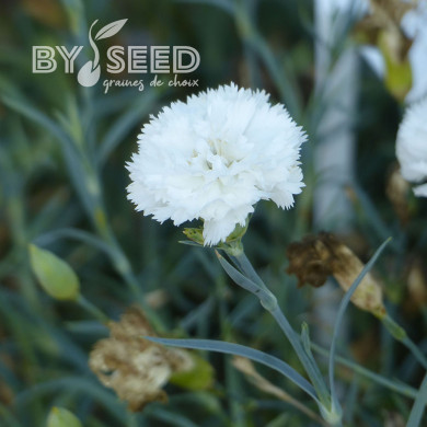 OEillet des fleuristes Chabaud Jeanne Dionis (blanc)