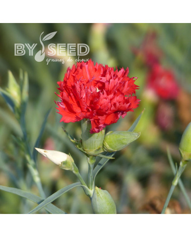 OEillet des fleuristes Chabaud Etincelant (écarlate)
