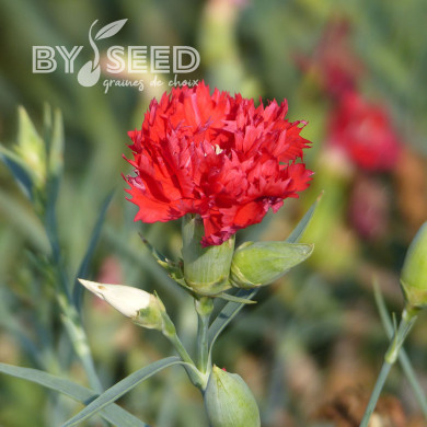 OEillet des fleuristes Chabaud Etincelant (écarlate)