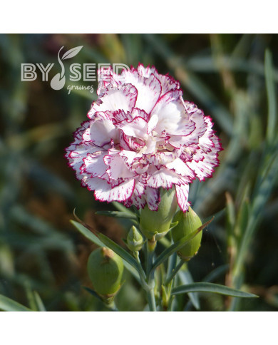 OEillet des fleuristes Chabaud Benigna (blanc et rose)