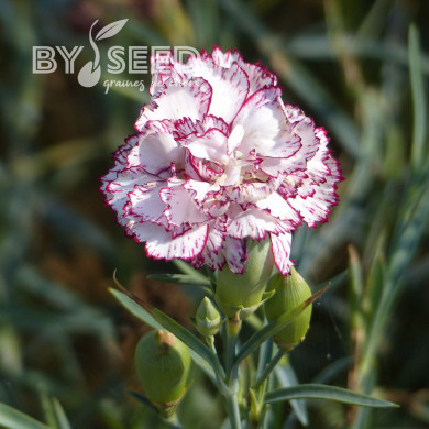 OEillet des fleuristes Chabaud Benigna (blanc et rose)