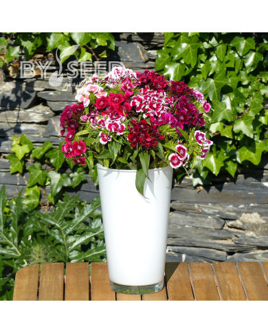 OEillet de poète Electron Mix