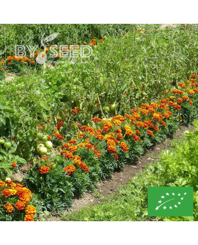 OEillet d'Inde nain Reine Sophie BIO