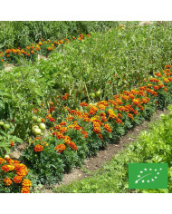 OEillet d'Inde nain Alumia  Mix