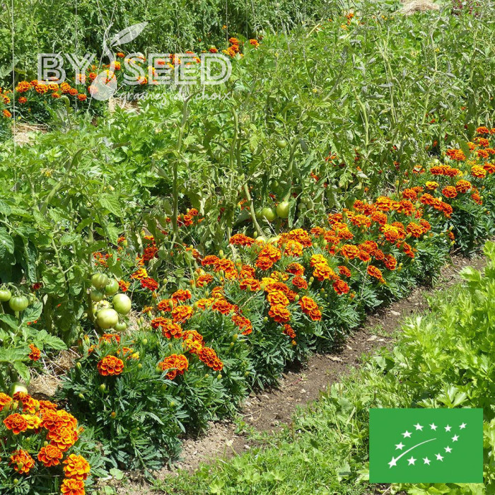 OEillet d'Inde nain Reine Sophie BIO