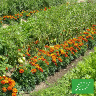 OEillet d'Inde nain Reine Sophie BIO