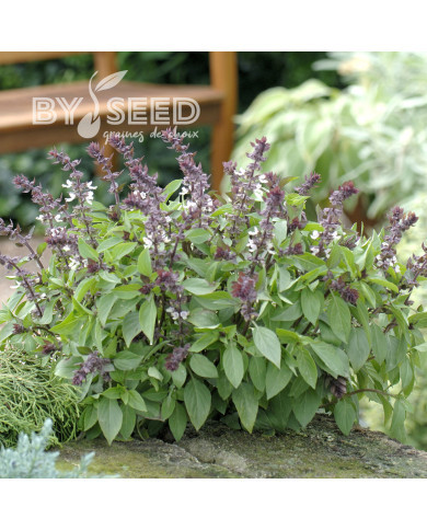 Basilic Queen of Sheba (thai)