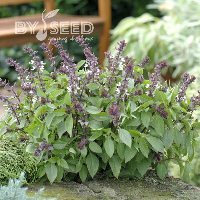 Basilic Queen of Sheba (thai)